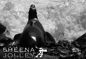 Galapagos Sea lion  black and white  photograph  wave  stones  IUCN Redlist Endangered. Wall of Water.jpg Wall of Water.jpg Wall of Water.jpg Wall of Water.jpg